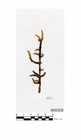 藏品(扭葉灰氣苔)的圖片